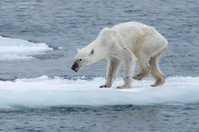 Starving female polar bear