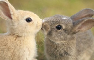  Bunny Kiss