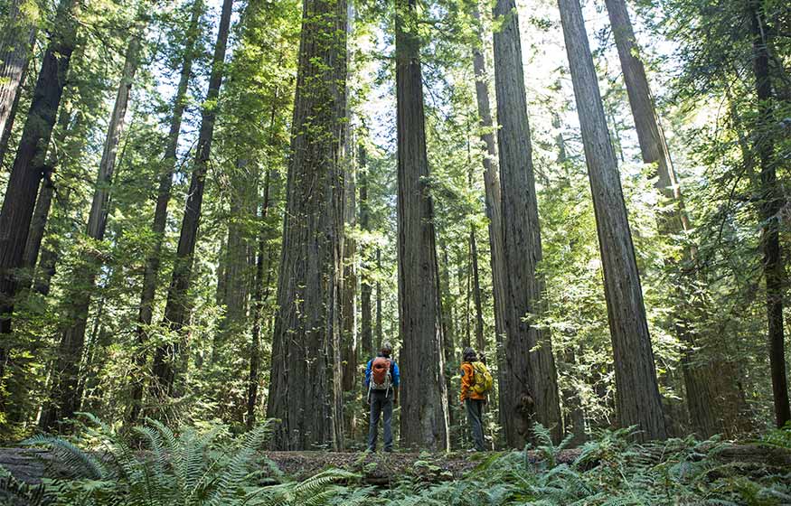 9-Tree-Forest-Red-Wood-Hikers_0