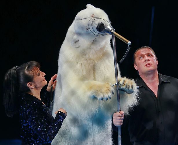 A-polar-bear-performs-during-a-show-at-the-Ivanovo-circus