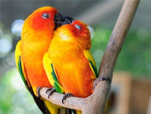 Coupleparrot