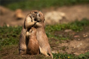 Family kiss