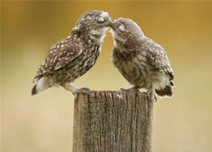 Owls kissing