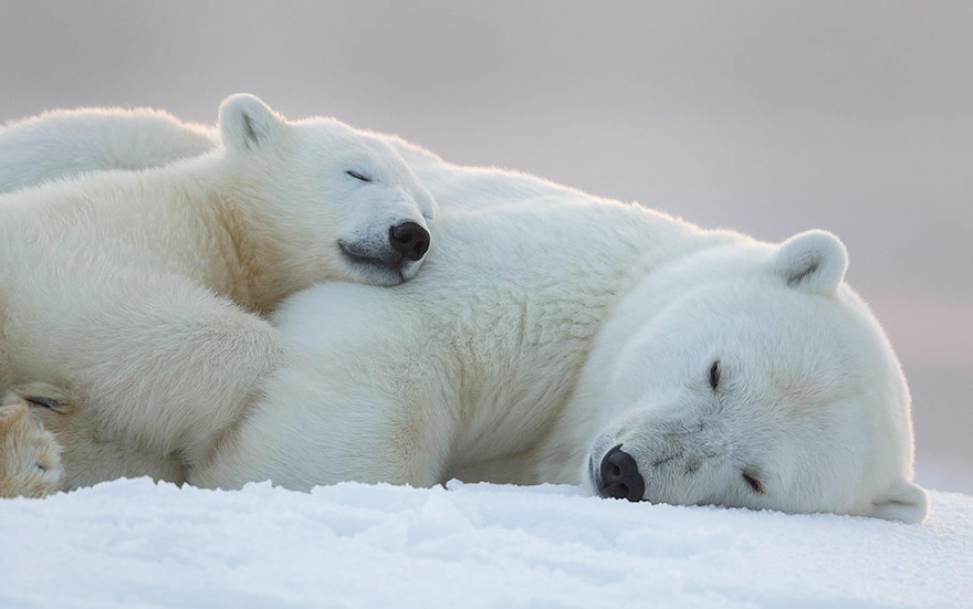 Sleeping in the snow