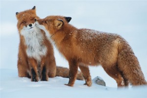 foxlove