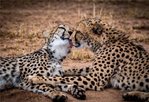 cheetahkiss