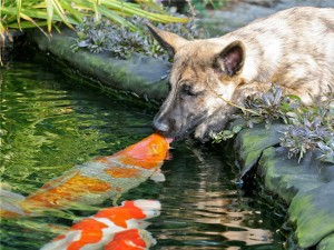 kiss koi