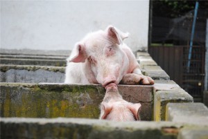 pigkiss