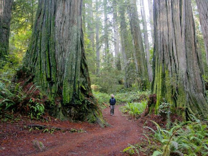 Redwood National Park
