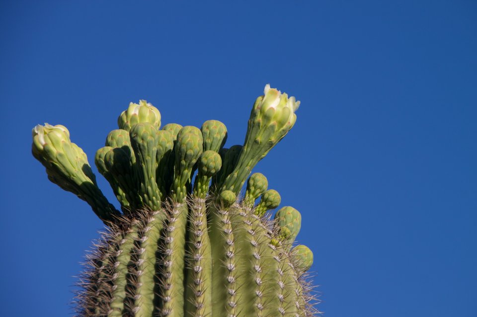 q-heres-a-cactus-tell-me-about-it