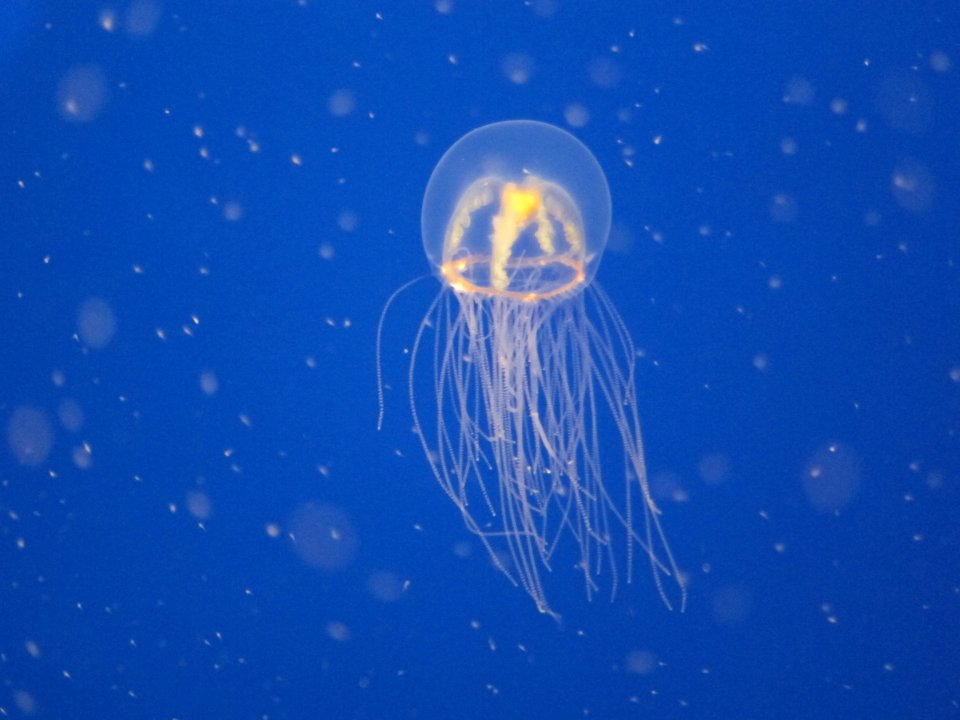 question-is-it-easier-for-organisms-to-live-in-the-sea-or-on-land