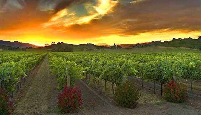 wine tour in Santa Barbara