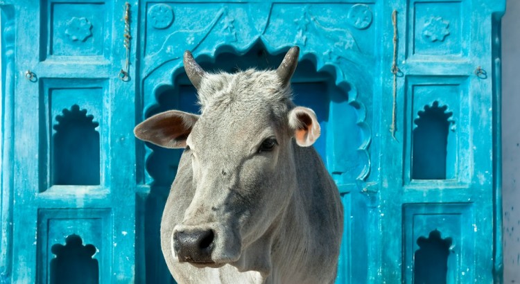 Indian holy cow in front of the house