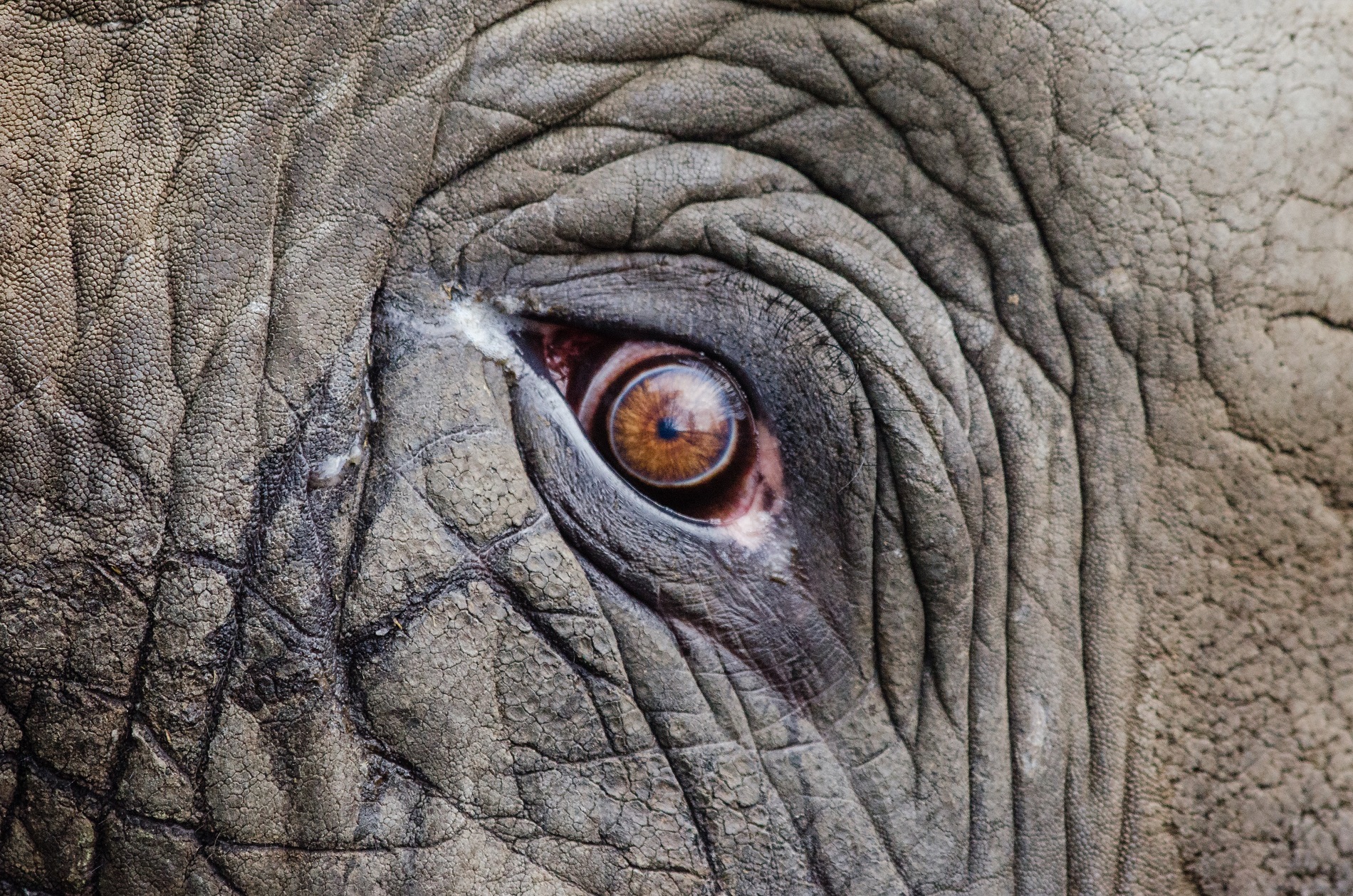 shooting-an-elephant-are-animals-conscious-since-1989