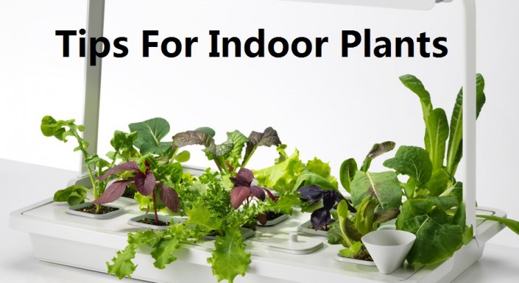 download gardening indoors