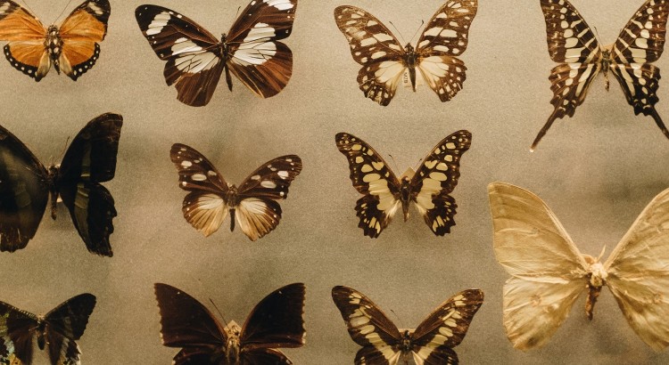 biology-butterflies-collection-1028904